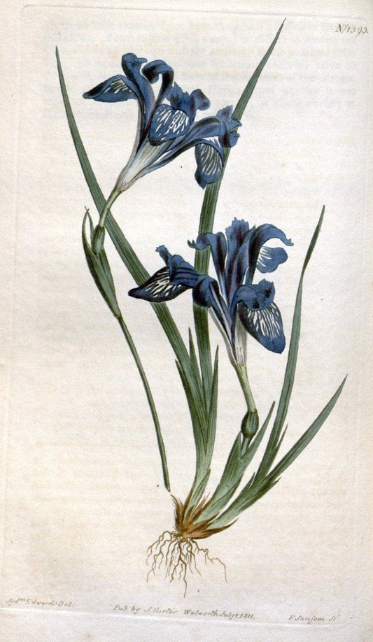 Curtis's botanical magazine. London ; New York [etc.] :Academic Press [etc.]. | "Botanical illustration" Botany Periodicals "Pictorial works" "Plants, Ornamental"  | Vintage Print Reproduction 456796