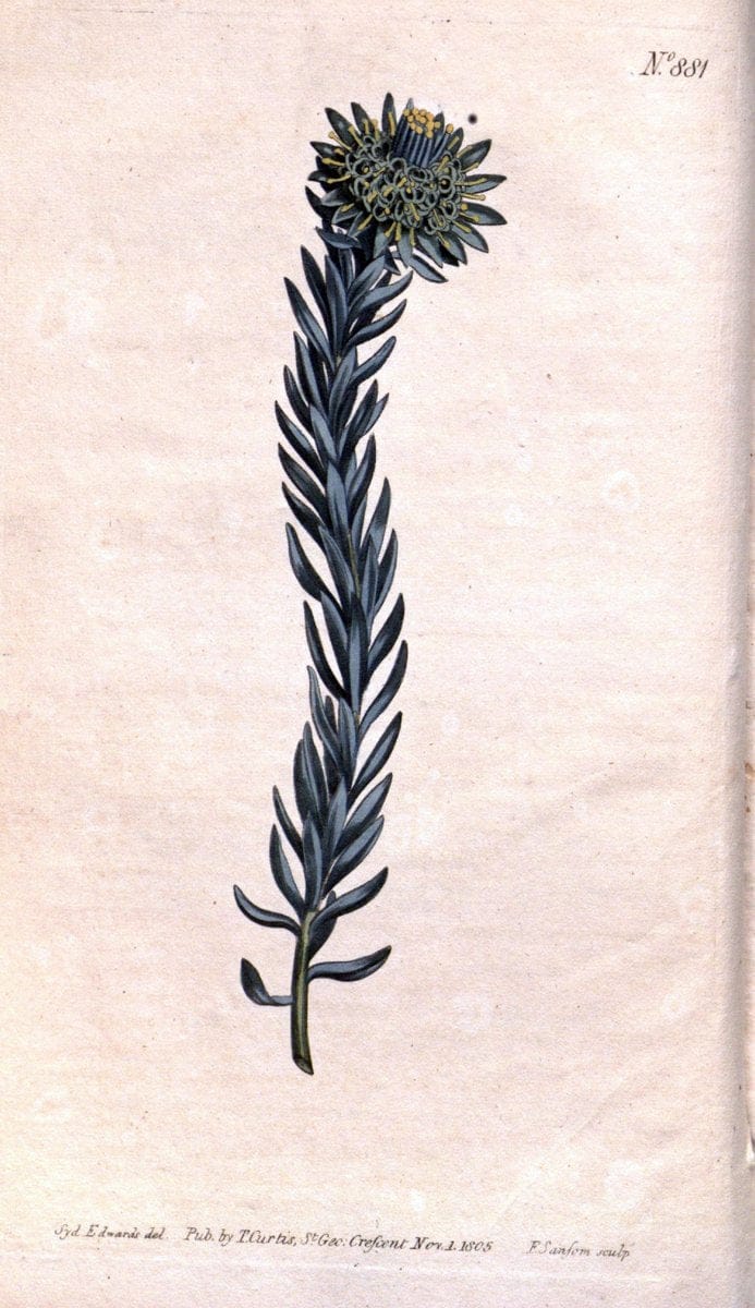 Curtis's botanical magazine. London ;New York [etc.] :Academic Press [etc.]. | Botany Periodicals "Pictorial works"  | Vintage Print Reproduction 456797