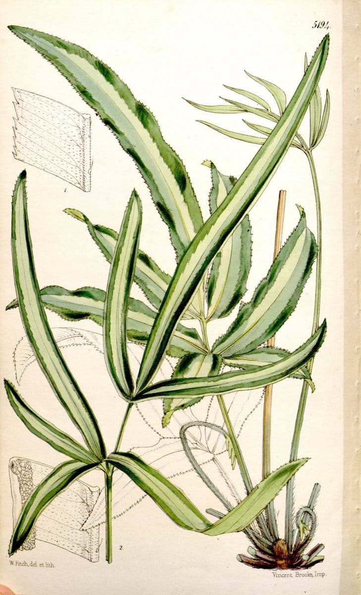 Curtis's botanical magazine. London ;New York [etc.] :Academic Press [etc.]. | Botany Periodicals "Pictorial works"  | Vintage Print Reproduction 456798