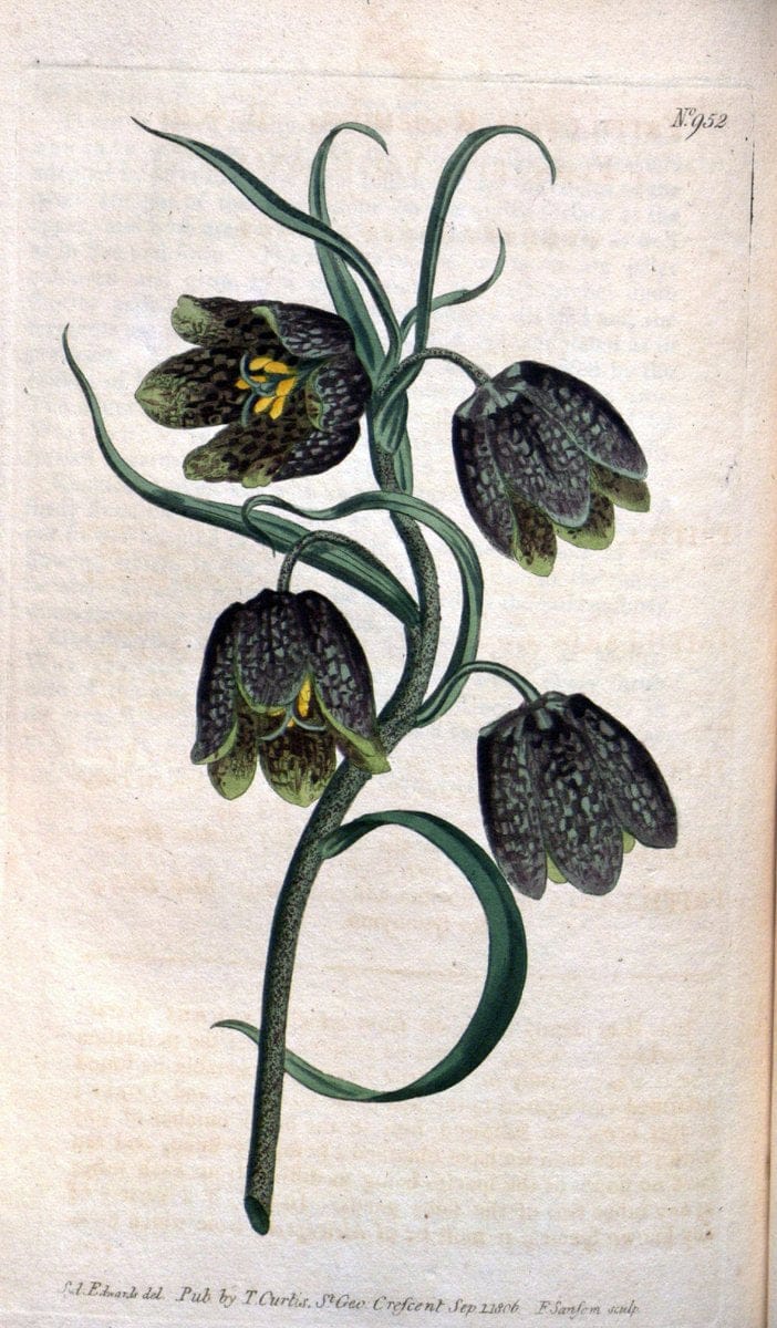 Curtis's botanical magazine. London ;New York [etc.] :Academic Press [etc.]. | Botany Periodicals "Pictorial works"  | Vintage Print Reproduction 456799