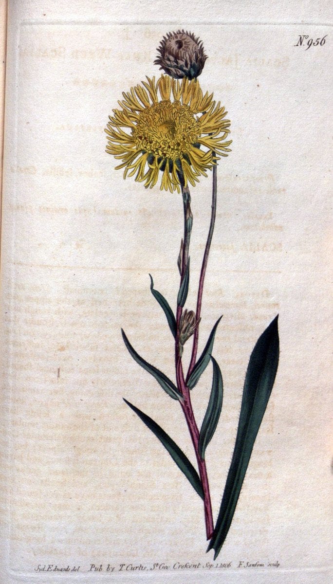 Curtis's botanical magazine. London ;New York [etc.] :Academic Press [etc.]. | Botany Periodicals "Pictorial works"  | Vintage Print Reproduction 456800