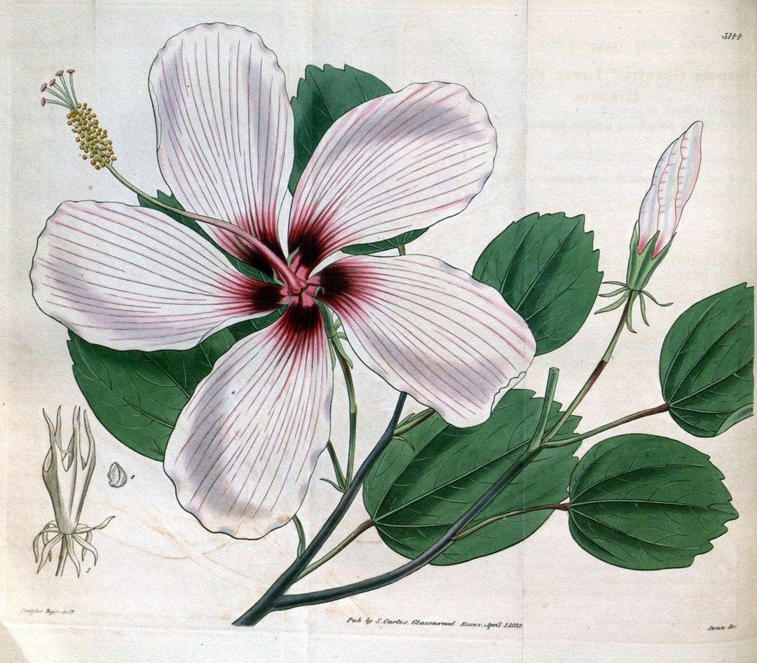 Curtis's botanical magazine. London ; New York [etc.] :Academic Press [etc.]. | "Botanical illustration" Botany Periodicals "Pictorial works" "Plants, Ornamental"  | Vintage Print Reproduction 456801