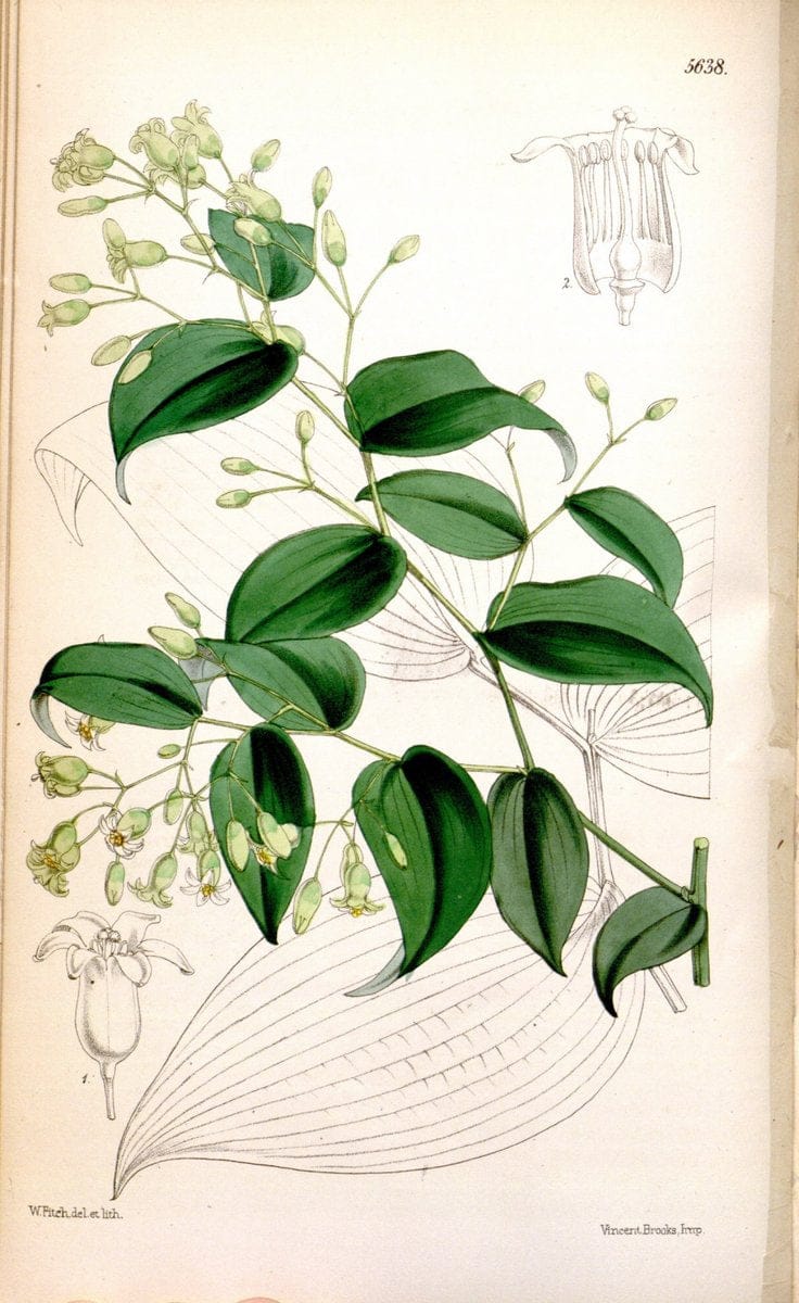 Curtis's botanical magazine. London ; New York [etc.] :Academic Press [etc.]. | "Botanical illustration" Botany Periodicals "Pictorial works" "Plants, Ornamental"  | Vintage Print Reproduction 456802