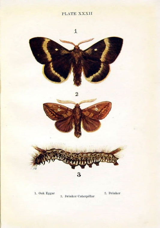 Butterflies and moths,.London & Edinburgh,T.C. & E.C. Jack[1910]. | Butterflies Moths "Cornell University Library" | Vintage Print Reproduction 456803