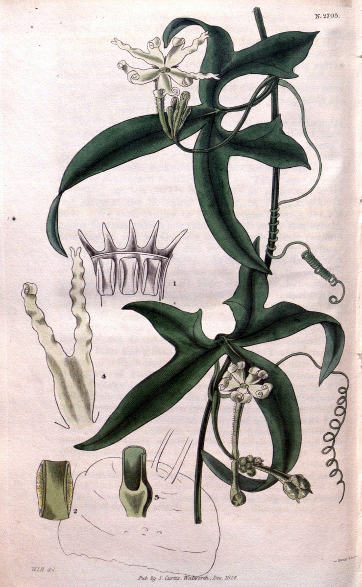 Curtis's botanical magazine. London ; New York [etc.] :Academic Press [etc.]. | "Botanical illustration" Botany Periodicals "Pictorial works" "Plants, Ornamental"  | Vintage Print Reproduction 456805