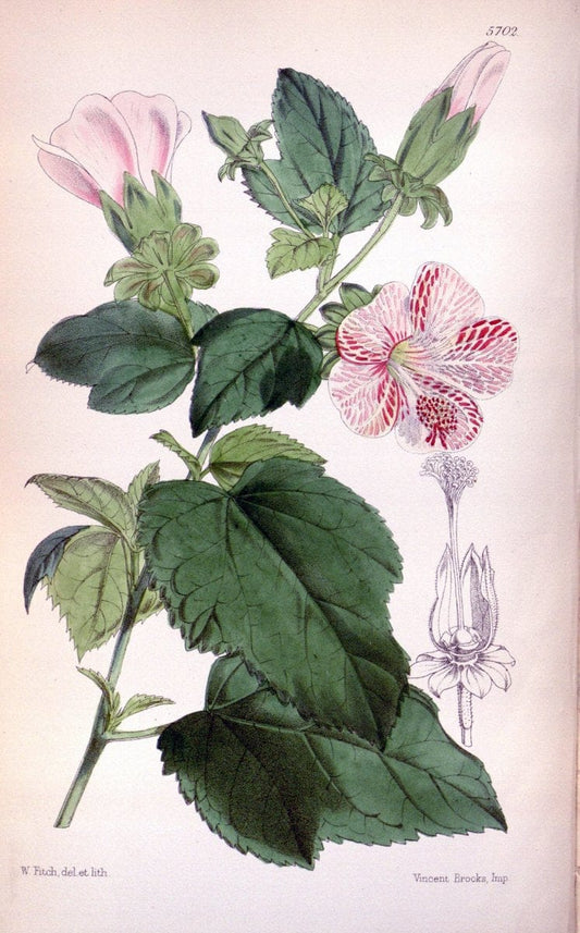 Curtis's botanical magazine. London ; New York [etc.] :Academic Press [etc.]. | "Botanical illustration" Botany Periodicals "Pictorial works" "Plants, Ornamental"  | Vintage Print Reproduction 456806