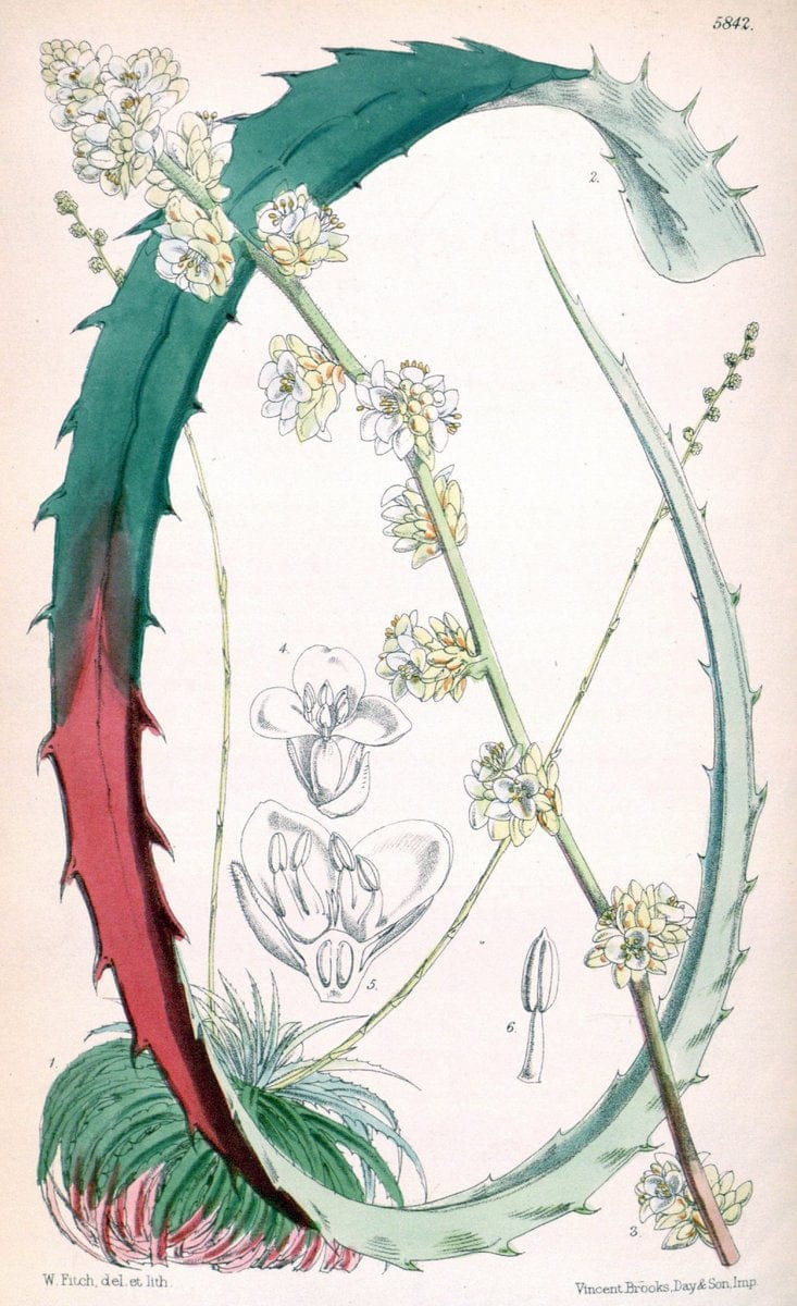 Curtis's botanical magazine. London ; New York [etc.] :Academic Press [etc.]. | "Botanical illustration" Botany Periodicals "Pictorial works" "Plants, Ornamental"  | Vintage Print Reproduction 456807