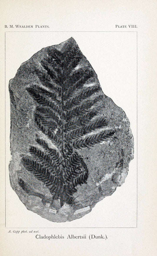 Catalogue of the Mesozoic plants in the Department of Geology, British Museum (Natural History).London,Trustees of the B.M.,1894-1915.  | Vintage Print Reproduction 456808