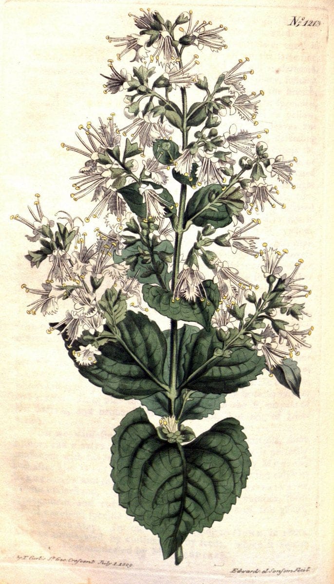 Curtis's botanical magazine. London ; New York [etc.] :Academic Press [etc.]. | "Botanical illustration" Botany Periodicals "Pictorial works" "Plants, Ornamental"  | Vintage Print Reproduction 456809