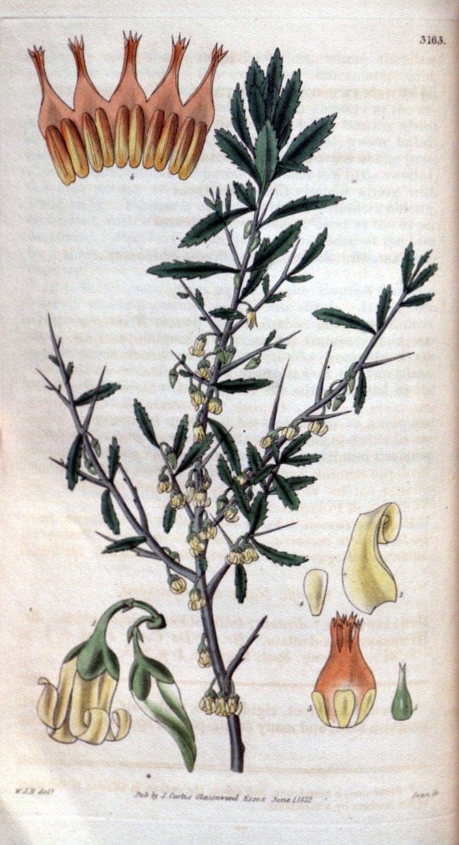 Curtis's botanical magazine. London ; New York [etc.] :Academic Press [etc.]. | "Botanical illustration" Botany Periodicals "Pictorial works" "Plants, Ornamental"  | Vintage Print Reproduction 456810