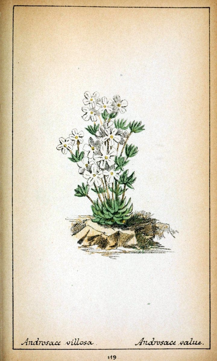 Choix de plantes de l'Europe centrale et particuliÃ¨rement de la Suisse et de la SavoieGe | Europe Central "Pictorial works" Plants "Savoy (France and Italy)" Switzerland  | Vintage Reproduction 456811