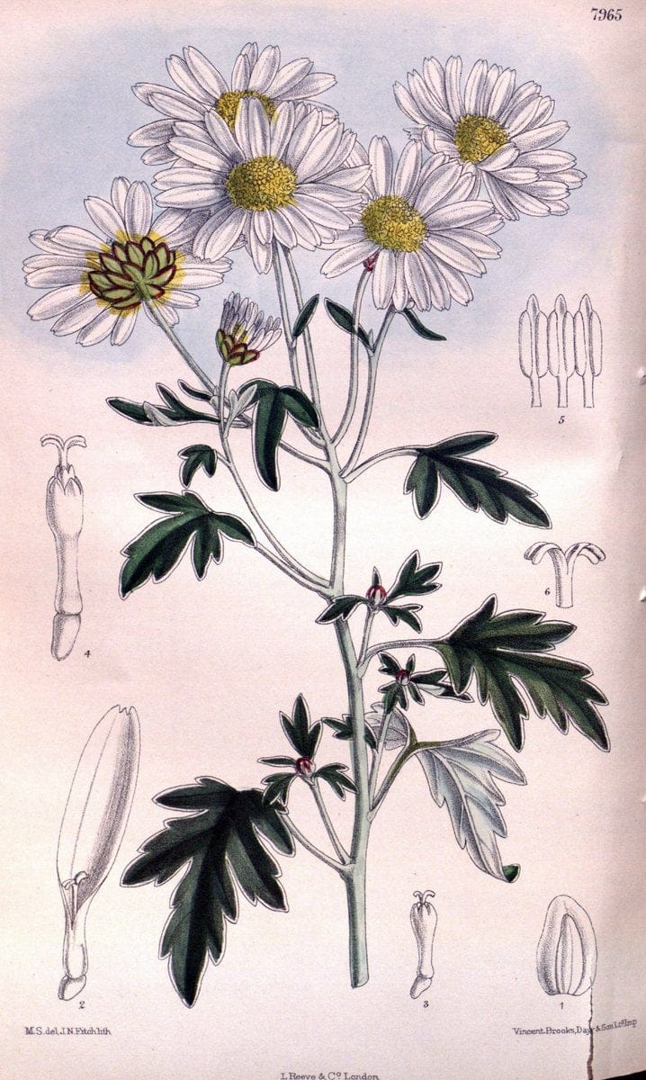 Curtis's botanical magazine. London ; New York [etc.] :Academic Press [etc.]. | "Botanical illustration" Botany Periodicals "Pictorial works" "Plants, Ornamental"  | Vintage Print Reproduction 456812