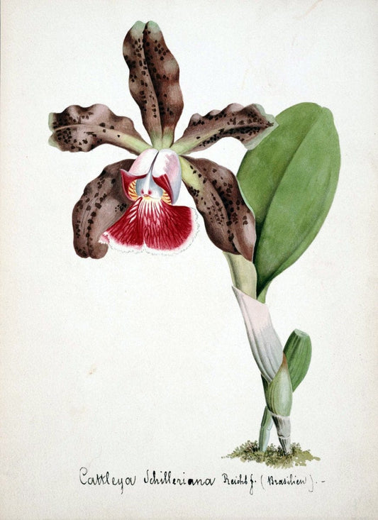 Collection d'orchideÃŒÂes.[S.l. :s.n.,18--]. | "Botanical illustration" Orchidaceae "Orchidaceae in art" "Pictorial works"  | Vintage Print Reproduction 456813