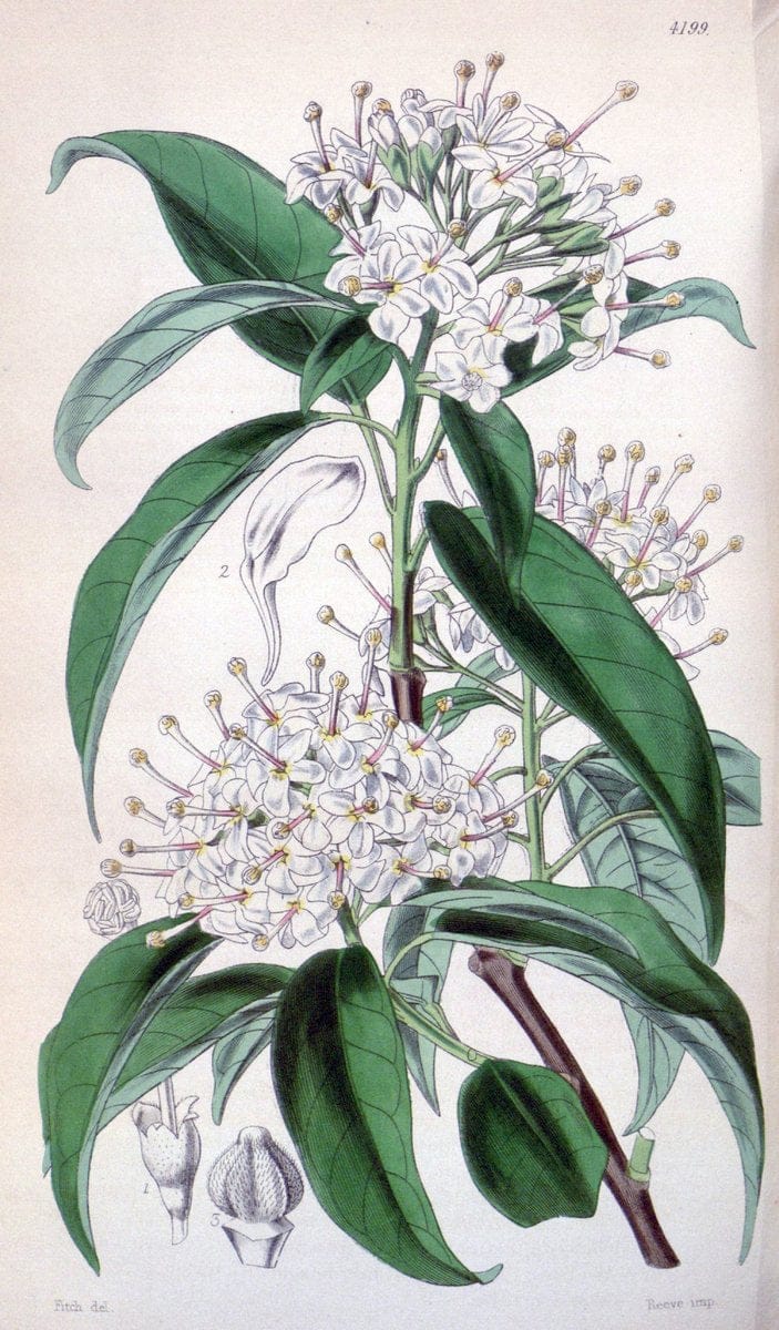 Curtis's botanical magazine. London ; New York [etc.] :Academic Press [etc.]. | "Botanical illustration" Botany Periodicals "Pictorial works" "Plants, Ornamental"  | Vintage Print Reproduction 456814