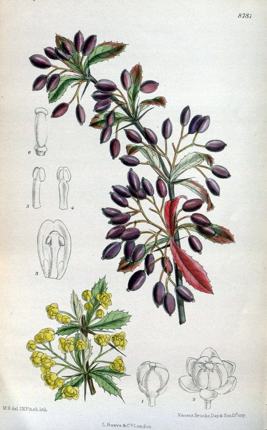 Curtis's botanical magazine. London ; New York [etc.] :Academic Press [etc.]. | "Botanical illustration" Botany Periodicals "Pictorial works" "Plants, Ornamental"  | Vintage Print Reproduction 456815