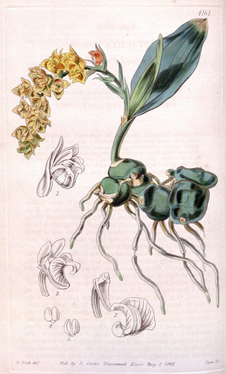 Curtis's botanical magazine. London ; New York [etc.] :Academic Press [etc.]. | "Botanical illustration" Botany Periodicals "Pictorial works" "Plants, Ornamental"  | Vintage Print Reproduction 456816