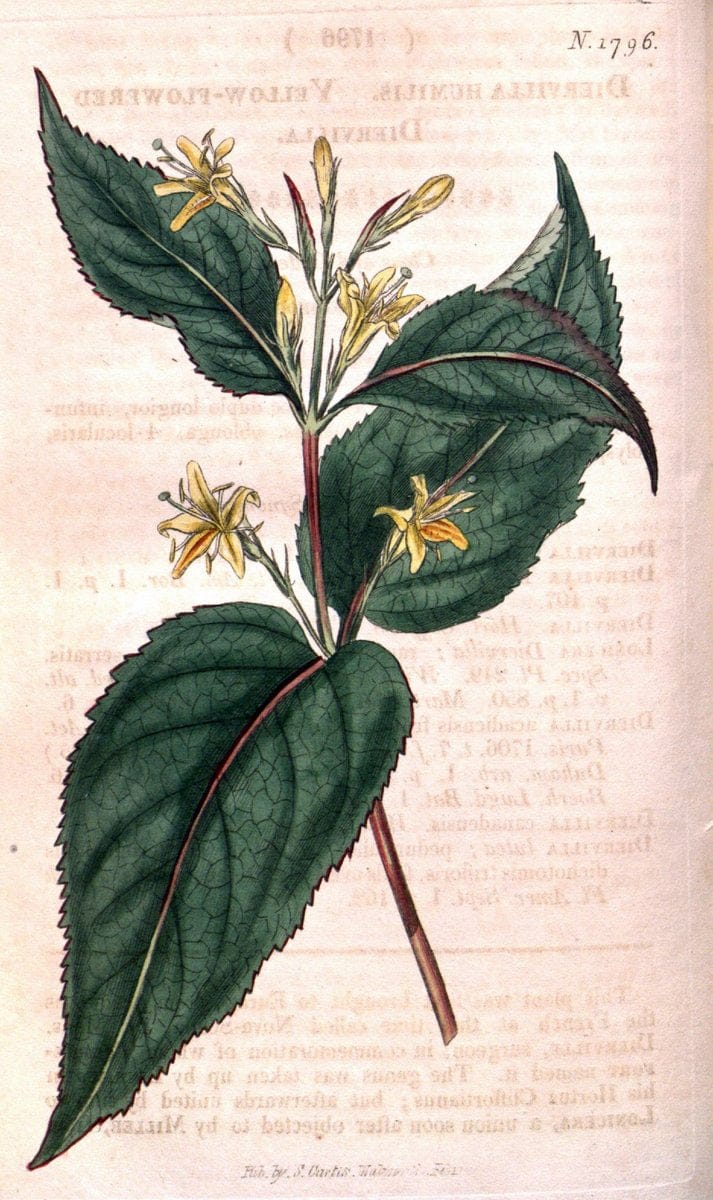 Curtis's botanical magazine. London ; New York [etc.] :Academic Press [etc.]. | "Botanical illustration" Botany Periodicals "Pictorial works" "Plants, Ornamental"  | Vintage Print Reproduction 456817