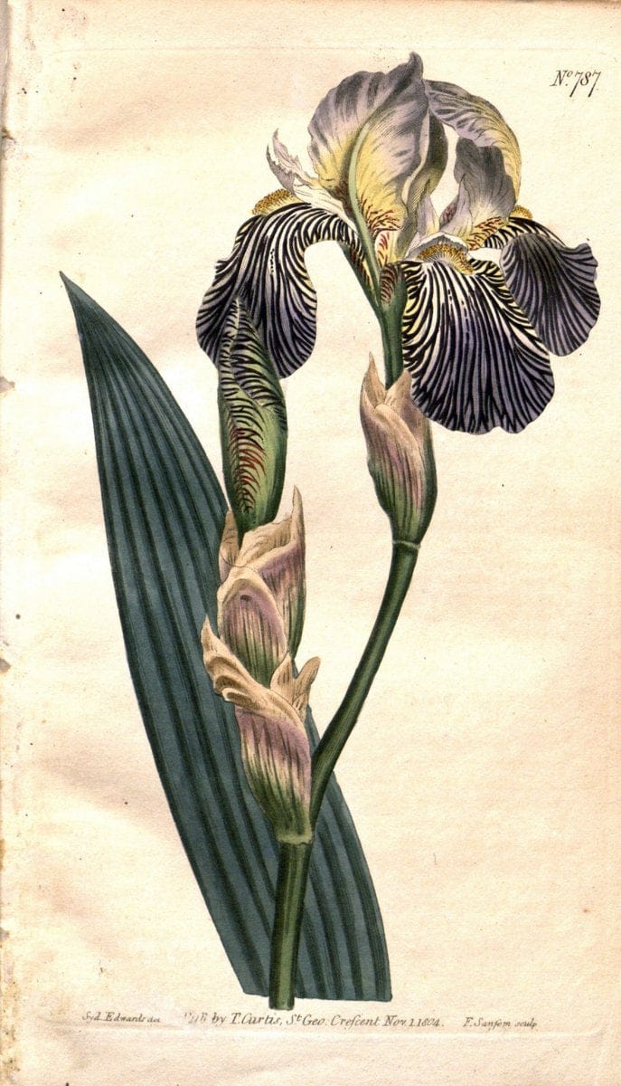 Curtis's botanical magazine. London ;New York [etc.] :Academic Press [etc.]. | Botany Periodicals "Pictorial works"  | Vintage Print Reproduction 456818