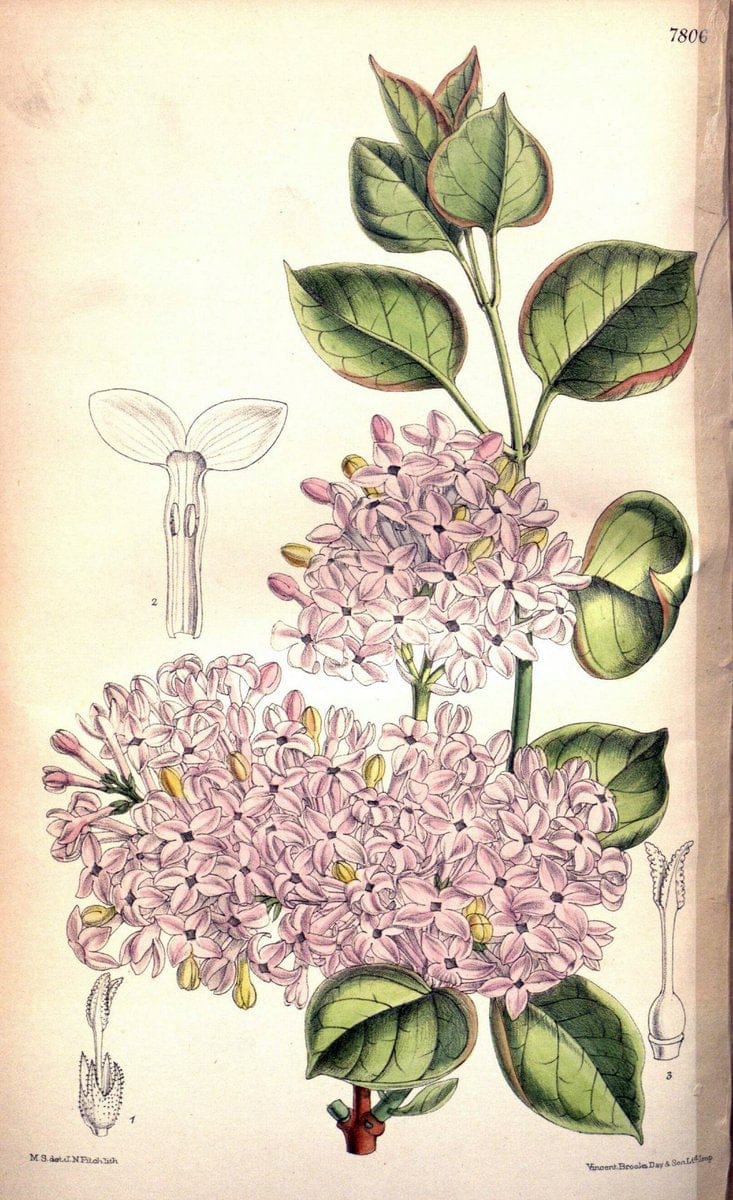 Curtis's botanical magazine. London ; New York [etc.] :Academic Press [etc.]. | "Botanical illustration" Botany Periodicals "Pictorial works" "Plants, Ornamental"  | Vintage Print Reproduction 456819