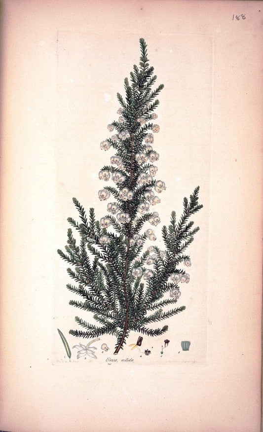 Coloured engravings of heaths :.London :Published by the Author. Printed by T. Bensley,1802-09 [1830]. |  | Vintage Print Reproduction 456820