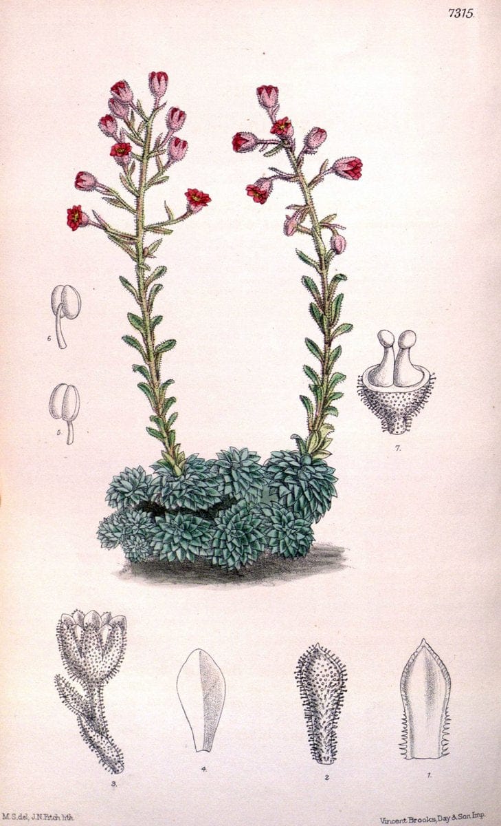 Curtis's botanical magazine. London ; New York [etc.] :Academic Press [etc.]. | "Botanical illustration" Botany Periodicals "Pictorial works" "Plants, Ornamental"  | Vintage Print Reproduction 456821