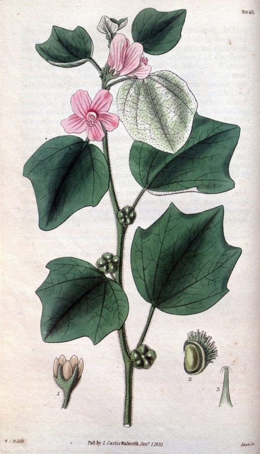 Curtis's botanical magazine..London ;New York [etc.] :Academic Press [etc.]. |  | Vintage Print Reproduction 456822