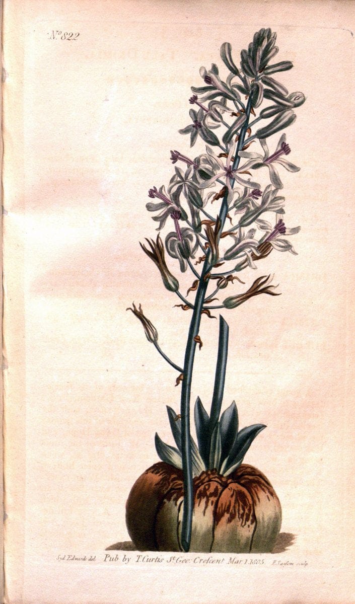 Curtis's botanical magazine. London ;New York [etc.] :Academic Press [etc.]. | Botany Periodicals "Pictorial works"  | Vintage Print Reproduction 456823