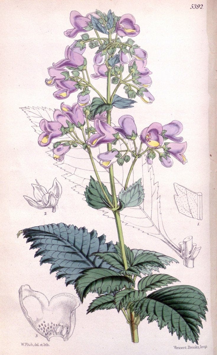 Curtis's botanical magazine. London ;New York [etc.] :Academic Press [etc.]. | Botany Periodicals "Pictorial works"  | Vintage Print Reproduction 456824