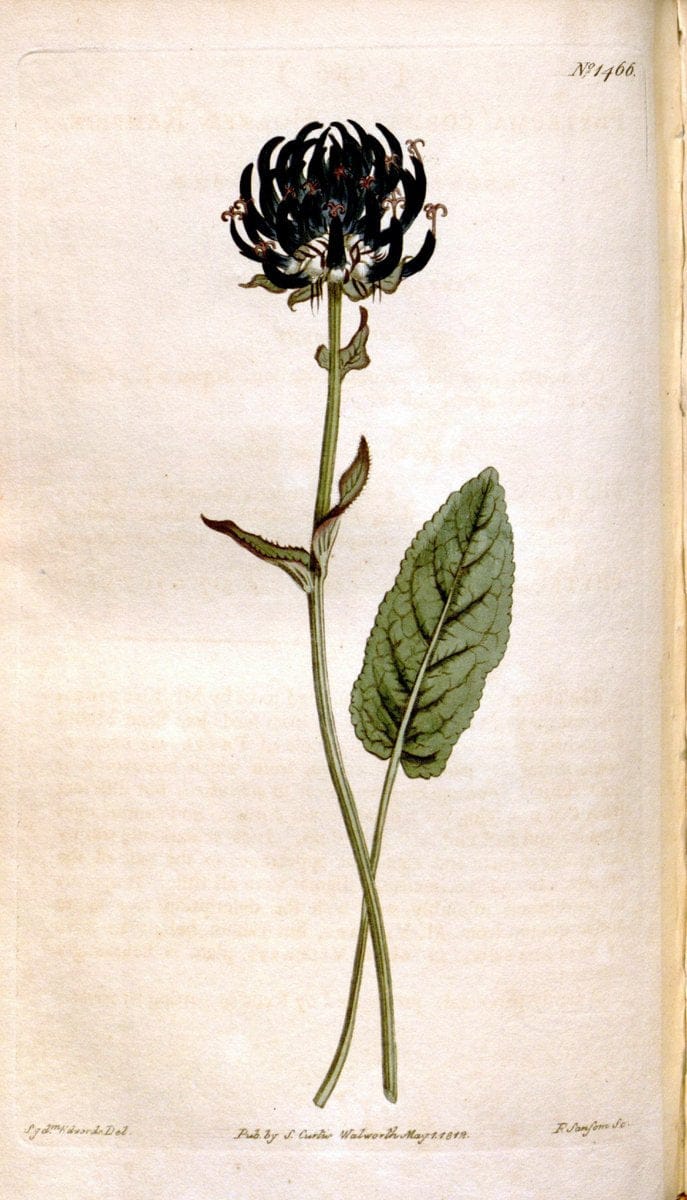 Curtis's botanical magazine. London ;New York [etc.] :Academic Press [etc.]. | Botany Periodicals "Pictorial works"  | Vintage Print Reproduction 456825