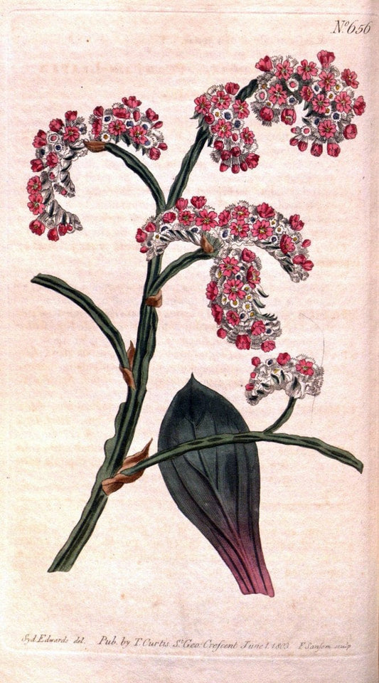 Curtis's botanical magazine. London ;New York [etc.] :Academic Press [etc.]. | Botany Periodicals "Pictorial works"  | Vintage Print Reproduction 456826