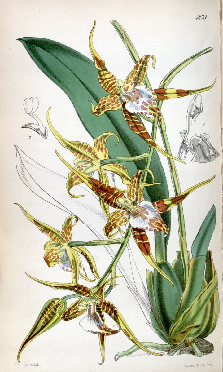 Curtis's botanical magazine. London ;New York [etc.] :Academic Press [etc.]. | Botany Periodicals "Pictorial works"  | Vintage Print Reproduction 456827