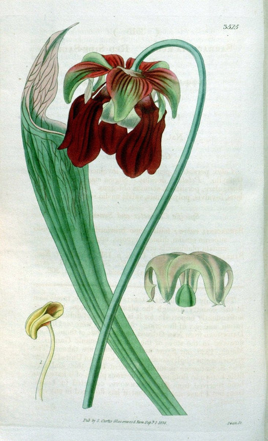 Curtis's botanical magazine. London ;New York [etc.] :Academic Press [etc.]. | Botany Periodicals "Pictorial works"  | Vintage Print Reproduction 456828