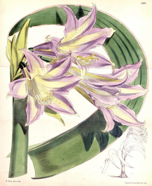 Curtis's botanical magazine..London ;New York [etc.] :Academic Press [etc.]. |  | Vintage Print Reproduction 456829