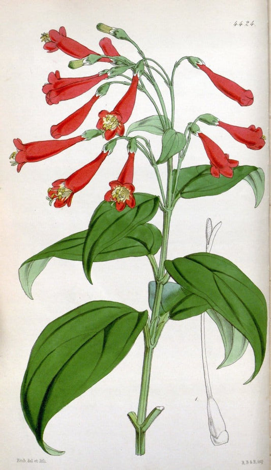 Curtis's botanical magazine. London ;New York [etc.] :Academic Press [etc.]. | Botany Periodicals "Pictorial works"  | Vintage Print Reproduction 456830