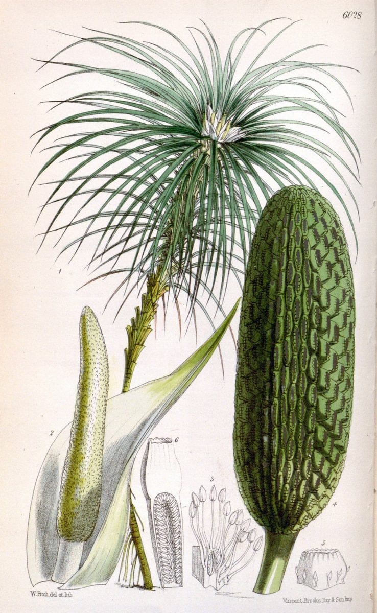 Curtis's botanical magazine. London ; New York [etc.] :Academic Press [etc.]. | "Botanical illustration" Botany Periodicals "Pictorial works" "Plants, Ornamental"  | Vintage Print Reproduction 456831