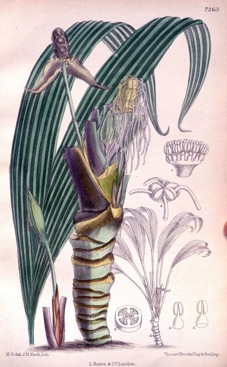 Curtis's botanical magazine. London ; New York [etc.] :Academic Press [etc.]. | "Botanical illustration" Botany Periodicals "Pictorial works" "Plants, Ornamental"  | Vintage Print Reproduction 456832