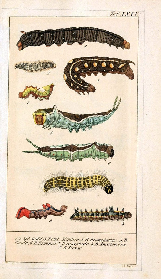 Chronologischer Raupenkalender, oder, Naturgeschichte der europÃ¤ischen RaupenBerlin :Im Verlage von Theodor Bade,1837. |  | Vintage Print Reproduction 456833