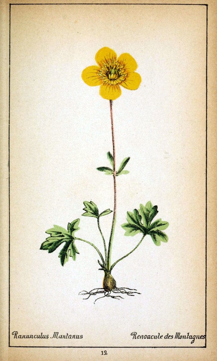 Choix de plantes de l'Europe centrale et particuliÃ¨rement de la Suisse et de la SavoieGe | Europe Central "Pictorial works" Plants "Savoy (France and Italy)" Switzerland  | Vintage Reproduction 456835