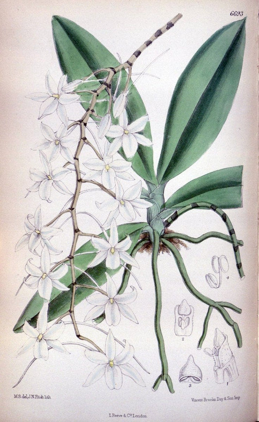 Curtis's botanical magazine. London ; New York [etc.] :Academic Press [etc.]. | "Botanical illustration" Botany Periodicals "Pictorial works" "Plants, Ornamental"  | Vintage Print Reproduction 456836