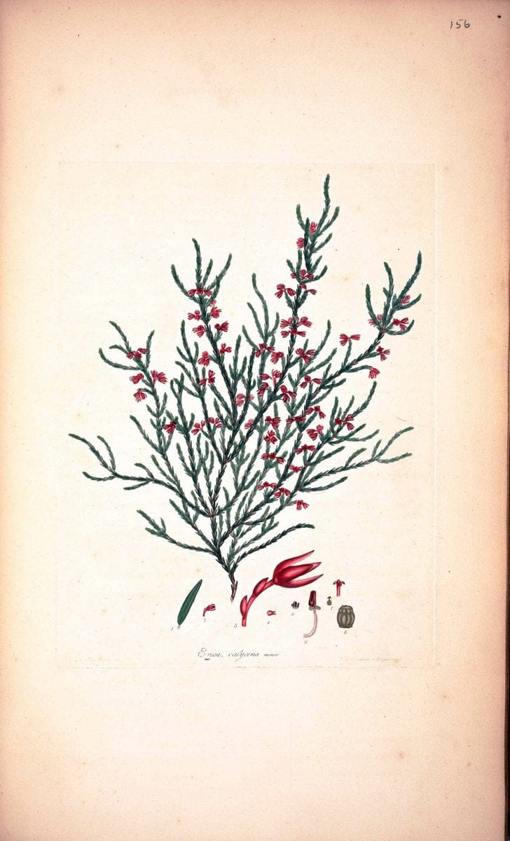 Coloured engravings of heaths :.London :Published by the Author. Printed by T. Bensley,1802-09 [1830]. |  | Vintage Print Reproduction 456837
