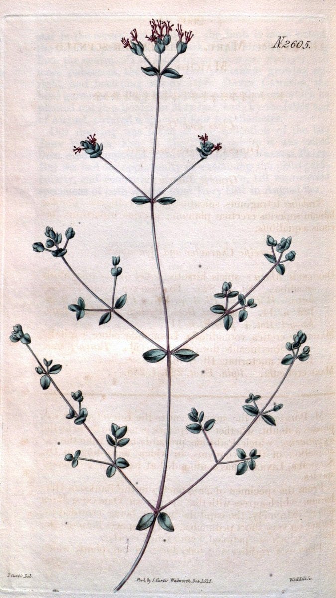 Curtis's botanical magazine. London ; New York [etc.] :Academic Press [etc.]. | "Botanical illustration" Botany Periodicals "Pictorial works" "Plants, Ornamental"  | Vintage Print Reproduction 456838