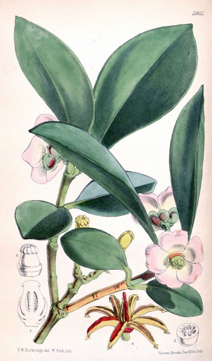 Curtis's botanical magazine. London ; New York [etc.] :Academic Press [etc.]. | "Botanical illustration" Botany Periodicals "Pictorial works" "Plants, Ornamental"  | Vintage Print Reproduction 456839