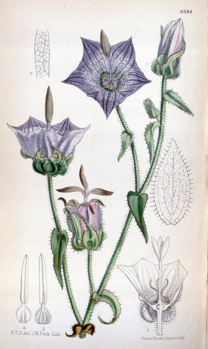 Curtis's botanical magazine. London ; New York [etc.] :Academic Press [etc.]. | "Botanical illustration" Botany Periodicals "Pictorial works" "Plants, Ornamental"  | Vintage Print Reproduction 456840