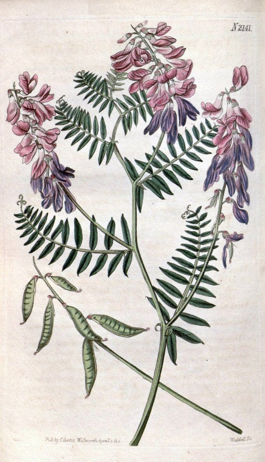 Curtis's botanical magazine. London ; New York [etc.] :Academic Press [etc.]. | "Botanical illustration" Botany Periodicals "Pictorial works" "Plants, Ornamental"  | Vintage Print Reproduction 456841