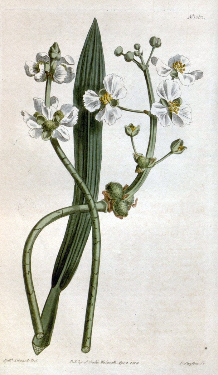 Curtis's botanical magazine. London ; New York [etc.] :Academic Press [etc.]. | "Botanical illustration" Botany Periodicals "Pictorial works" "Plants, Ornamental"  | Vintage Print Reproduction 456842