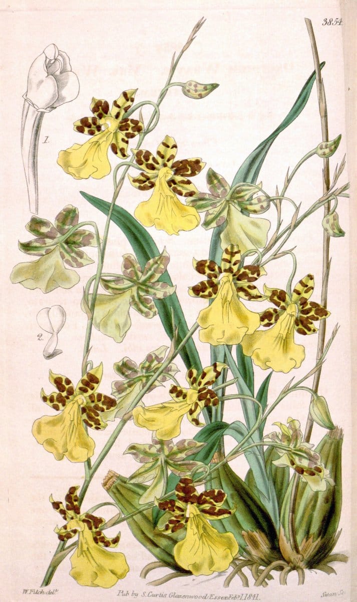 Curtis's botanical magazine. London ; New York [etc.] :Academic Press [etc.]. | "Botanical illustration" Botany Periodicals "Pictorial works" "Plants, Ornamental"  | Vintage Print Reproduction 456843