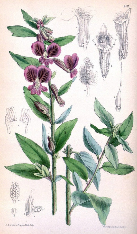 Curtis's botanical magazine. London ; New York [etc.] :Academic Press [etc.]. | "Botanical illustration" Botany Periodicals "Pictorial works" "Plants, Ornamental"  | Vintage Print Reproduction 456844