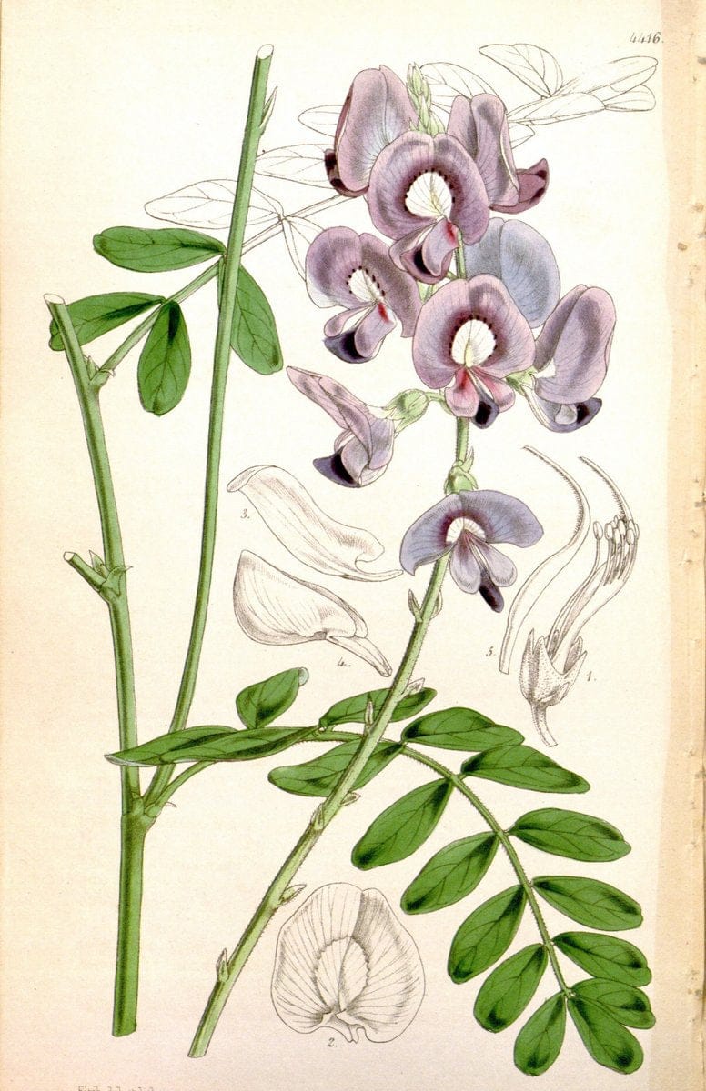 Curtis's botanical magazine. London ; New York [etc.] :Academic Press [etc.]. | "Botanical illustration" Botany Periodicals "Pictorial works" "Plants, Ornamental"  | Vintage Print Reproduction 456845