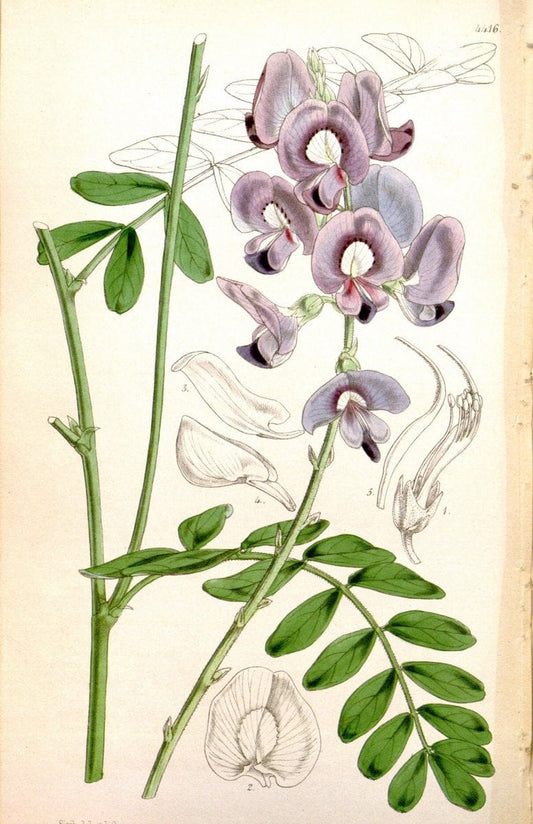 Curtis's botanical magazine. London ; New York [etc.] :Academic Press [etc.]. | "Botanical illustration" Botany Periodicals "Pictorial works" "Plants, Ornamental"  | Vintage Print Reproduction 456845