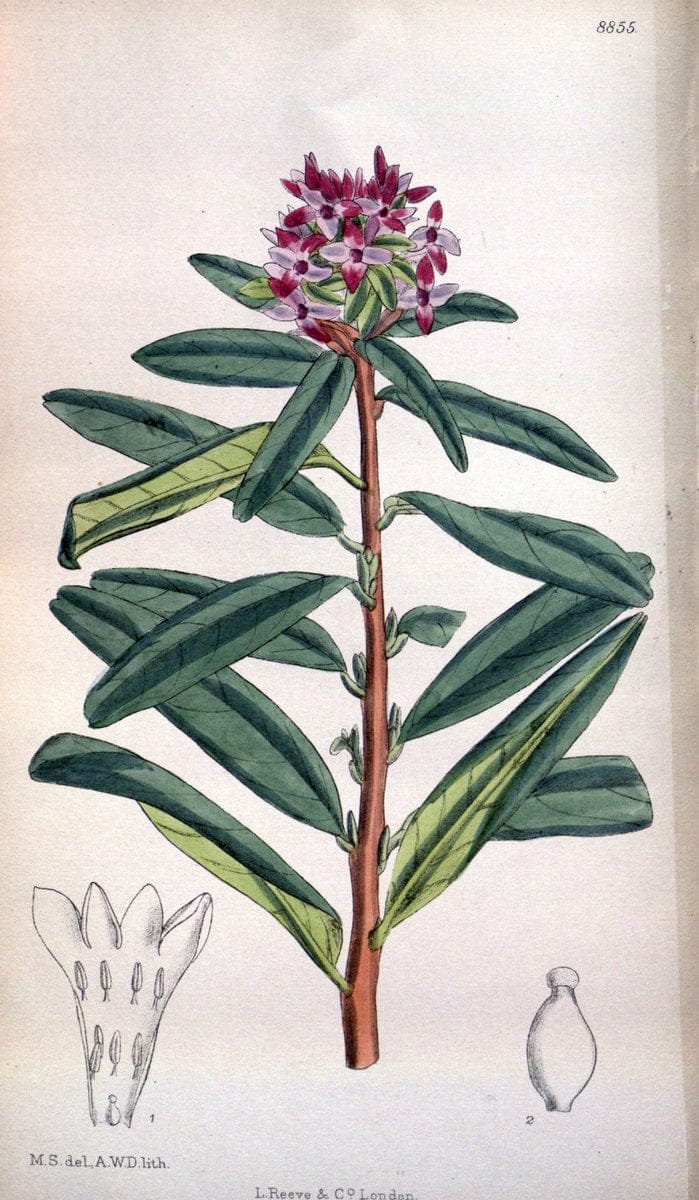 Curtis's botanical magazine. London ; New York [etc.] :Academic Press [etc.]. | "Botanical illustration" Botany Periodicals "Pictorial works" "Plants, Ornamental"  | Vintage Print Reproduction 456846